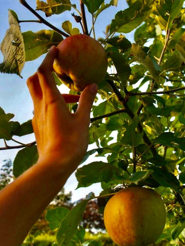 Una mano tomando una manzana de un árbol