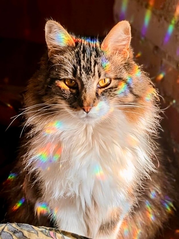 Un gato de pelo largo, sentado y mirando de frente, con reflejos de arcoíris