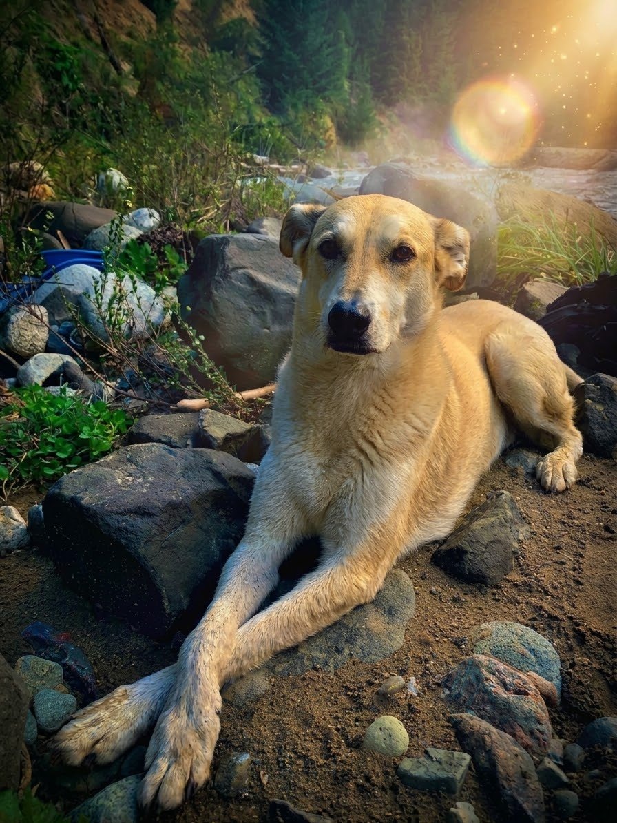 Un perro de pelo claro recostado entre piedras, a orillas de un río