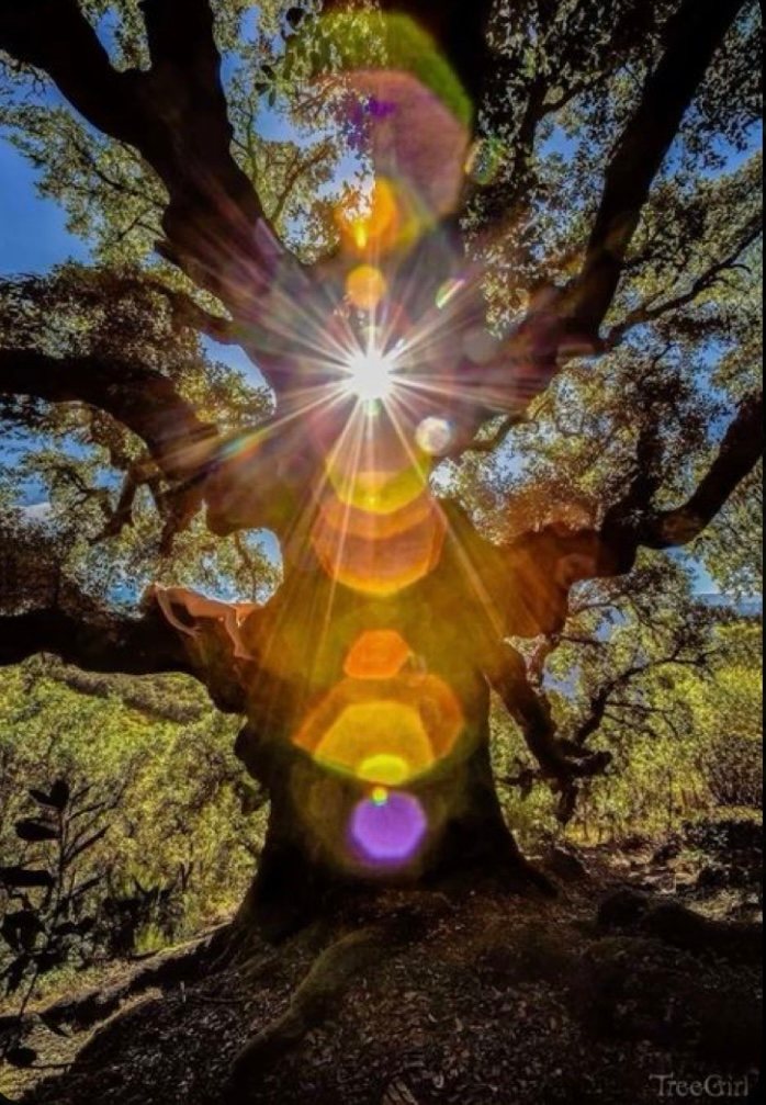 Un árbol frondoso visto desde abajo, con el sol brillando entre sus ramas