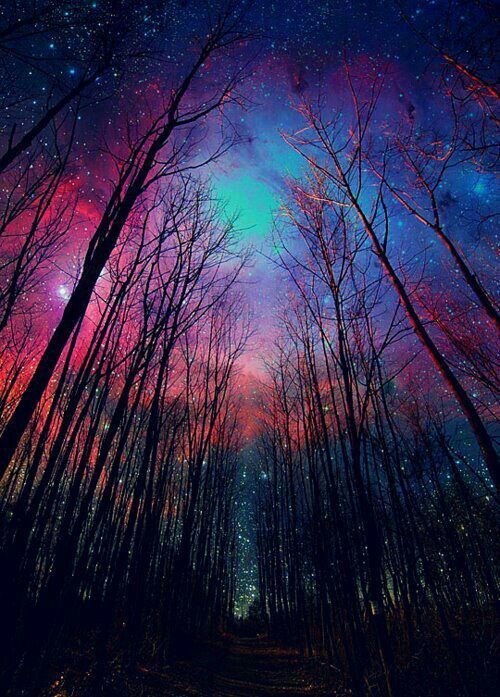 Un bosque de árboles altos y desnudos bajo un cielo nocturno de estrellas y colores